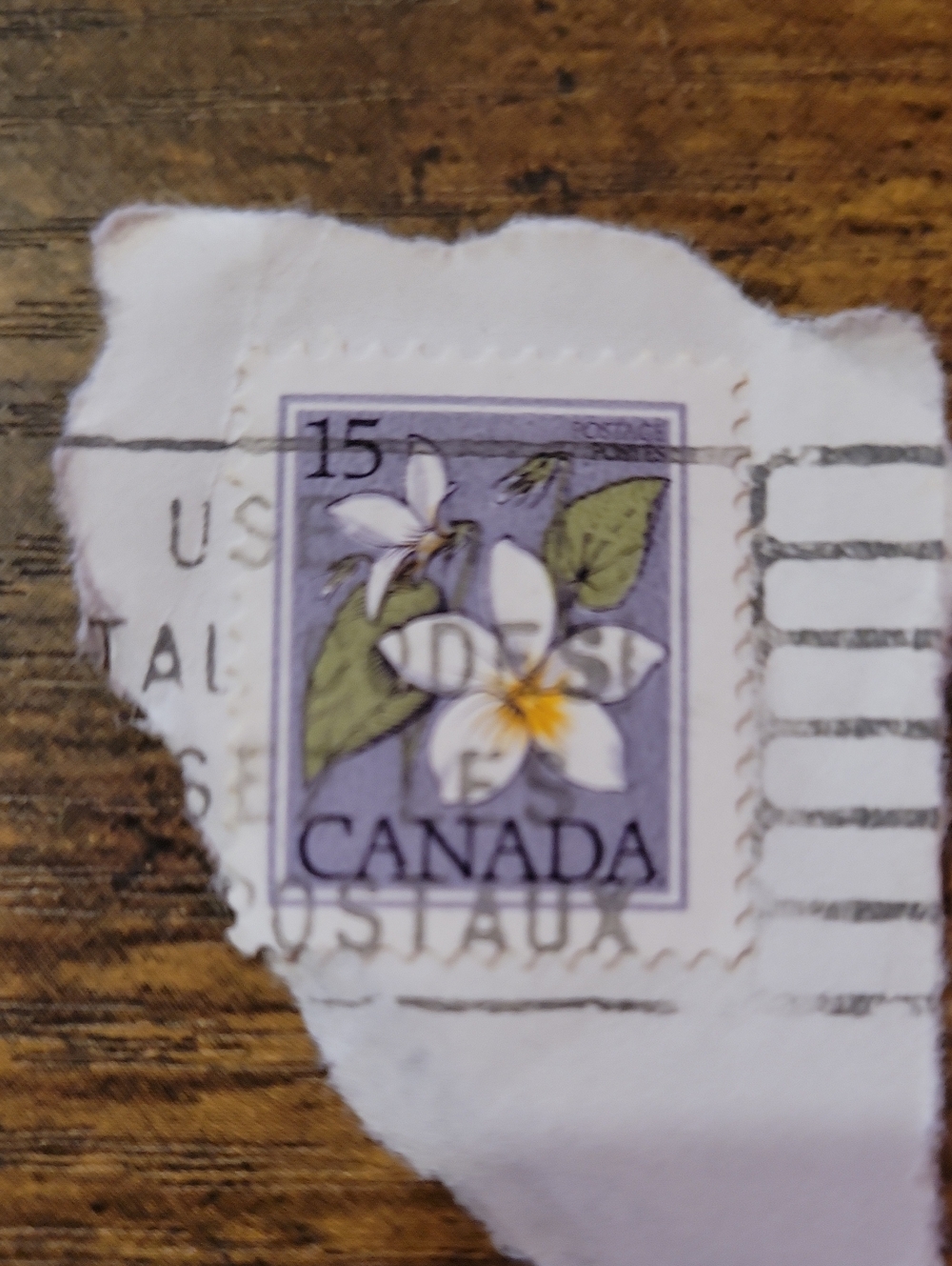 Canada Floral Stamp Wall Art Print - Lavender and White